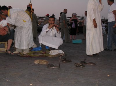 snake charmers on Djemaa el-Fna
