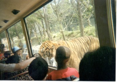 Everland Amusement Park, Yongin, Korea