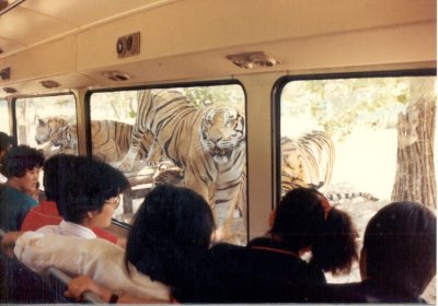 Everland Amusement Park, Yongin, Korea