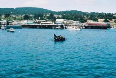 Sea lions chilling out in the harbor