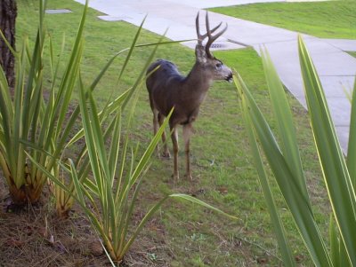 Deer outside my office