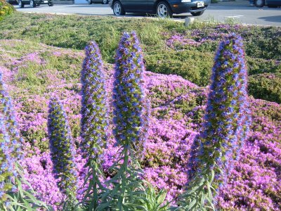 Pacific Grove coastal flowers