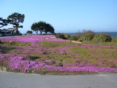 Pacific Grove coastal flowers