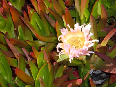Pacific Grove ice plant flower