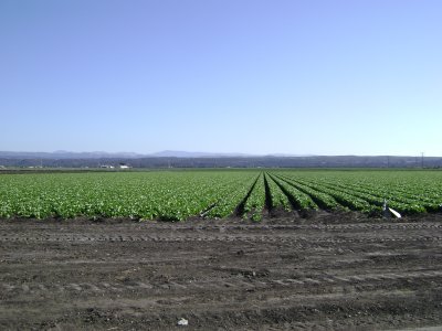 Salinas Valley aka Salad Bowl