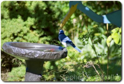 Blue_Jay_meets_wooden_heron.jpg