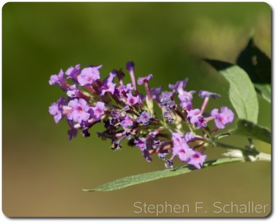 flowers01.jpg
