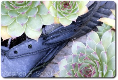 shoe_planter.jpg