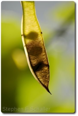 redbud_seed_pod.jpg