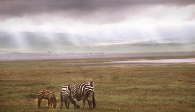 Early light zebra, Ngorongoro.jpg