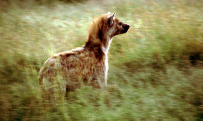 Hyena, early morning.jpg