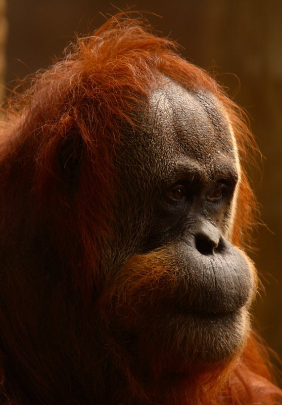 Orangutan