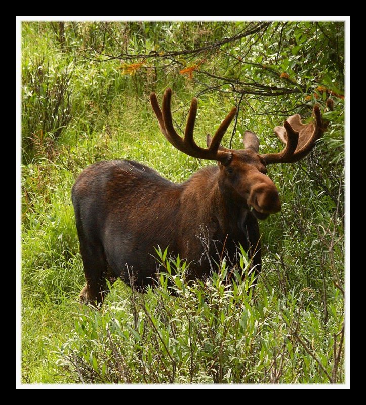 Rocky Mountain Moose