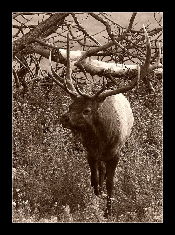 Elk of Old