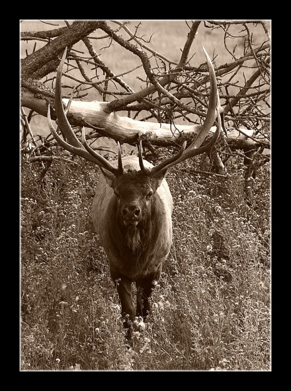 Elk of Old II