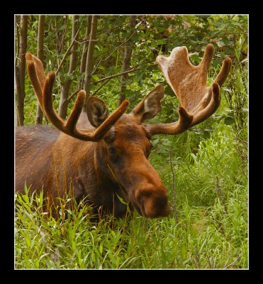 Rocky Mountain Moose II