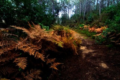 path in the forest