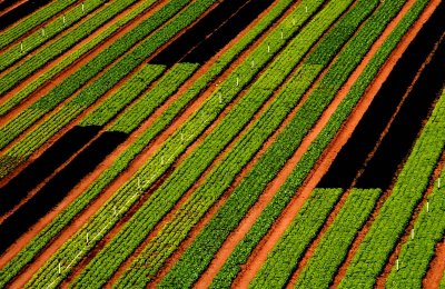 plowed field