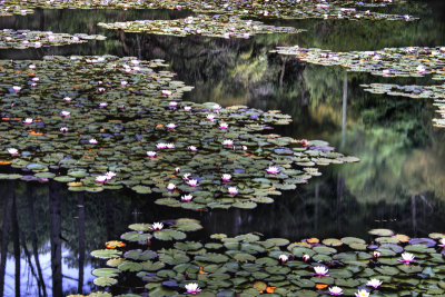 reflections in lily pond