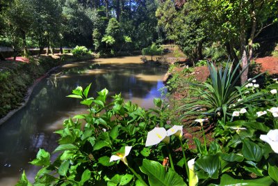 Buaco Forest