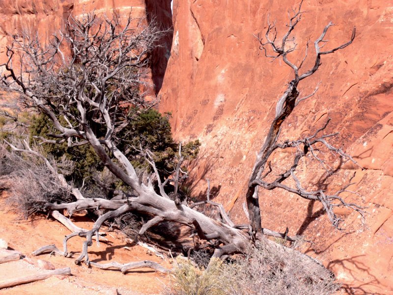 Branches_of_Time.jpg