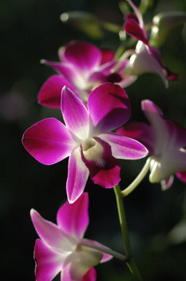 :: Orchids ::