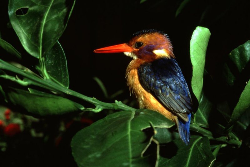 pigmy kingfisher Large.JPG