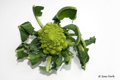 Brilliant Brassica