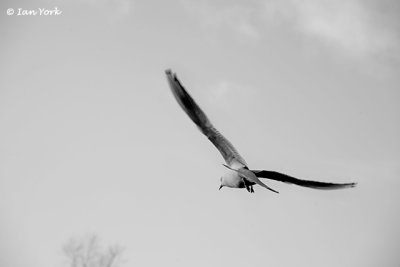 Freedom