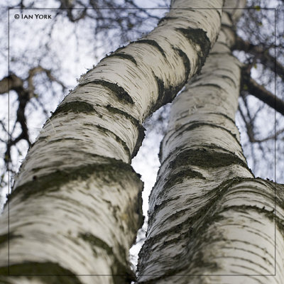 A Brace of Birch