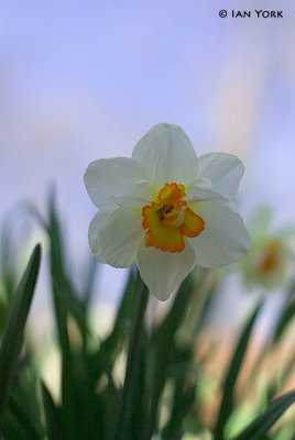 Daffodil in Colour