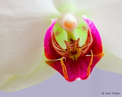 Desert Orchid