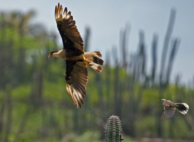  warawara  ( crested caracara )