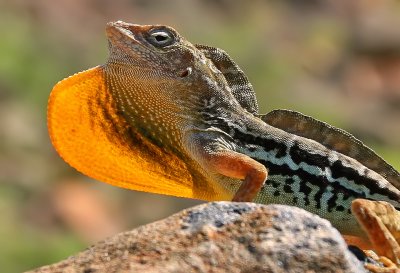 Aruba's iguanas, lizards and geckos
