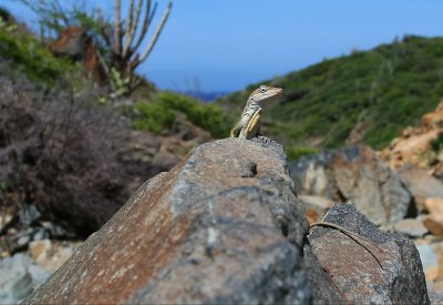 Aruba's Arikok National Park