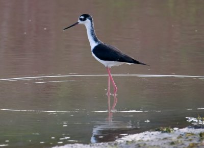 waterbirds