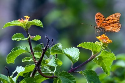 butterflies