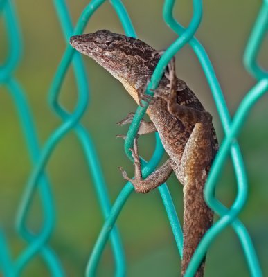 Aruba's iguanas, lizards and geckos