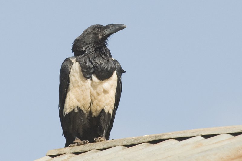 Pied Crow
