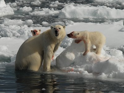 Polar Bear - IJsbeer