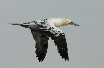 third year Gannet [Morus bassanus]