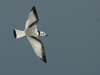 Kittiwake  [Rissa tridactyla] juv.