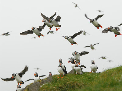 Atlantic Puffins  [Fratercula arctica]