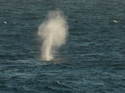  Fin Whale. North Atlanticj