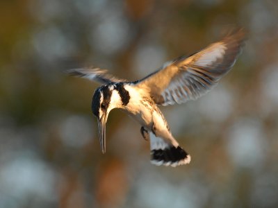 Pied Kingfisher