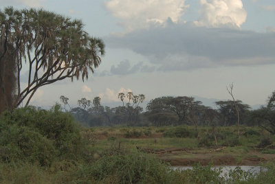 Samburu  riverine forest