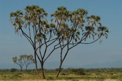 Typical Samburu palmtrees