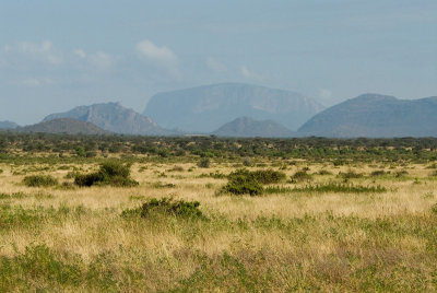 Samburu open shrub savanne