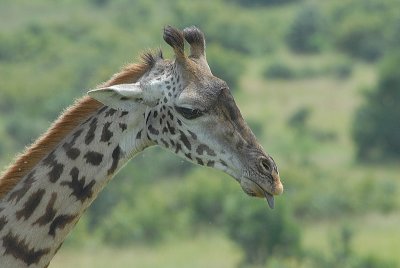 Masai Giraffe Masai Mara