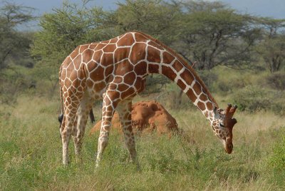 Net Giraffe  Samburu